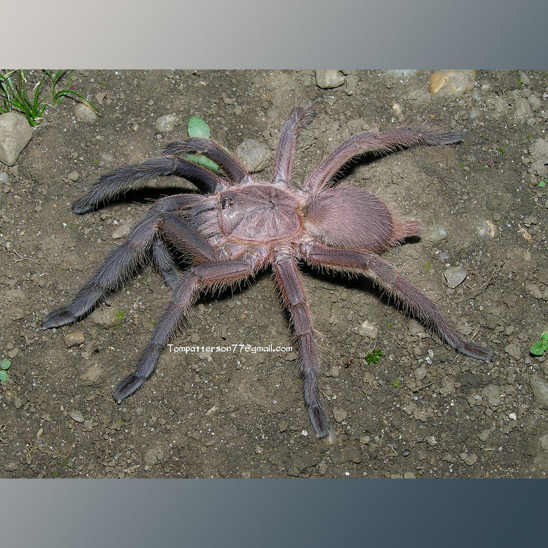 Chilobrachys sp 'Kaeng Krachan' (Dark Earth-Tiger) about 2 1/4" - 2 1/2"