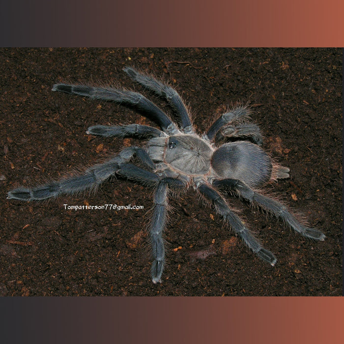 Chilobrachys sp. "Prachuap Khiri Khan" about 1" + FREE for orders $300.00 and over. (after discounts and does not include shipping) One freebie per shipment.