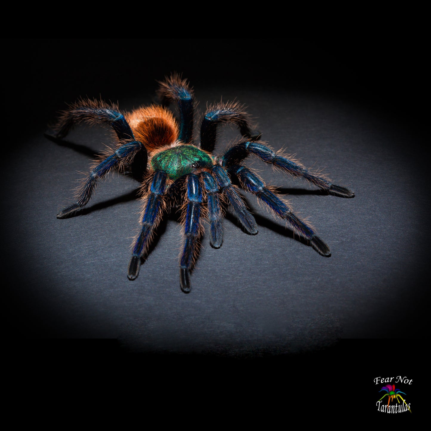 Chromatopelma cyaneopubescens (Green BottleBlue, GBB Tarantula) about 1" - 1 1/4"