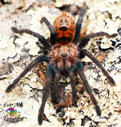 Chromatopelma cyaneopubescens (Green BottleBlue, GBB Tarantula) about 3/4 - 1"