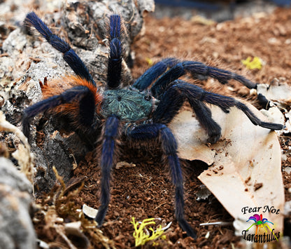 Chromatopelma cyaneopubescens (Green BottleBlue, GBB Tarantula) about 3/4 - 1"