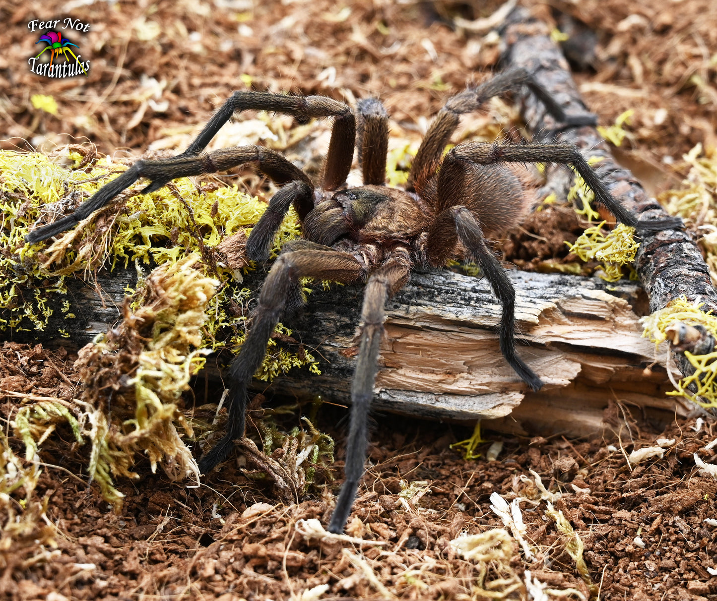 Citharacanthus cyaneus (Orange and Violet Tarantula) 2", nicely started juveniles