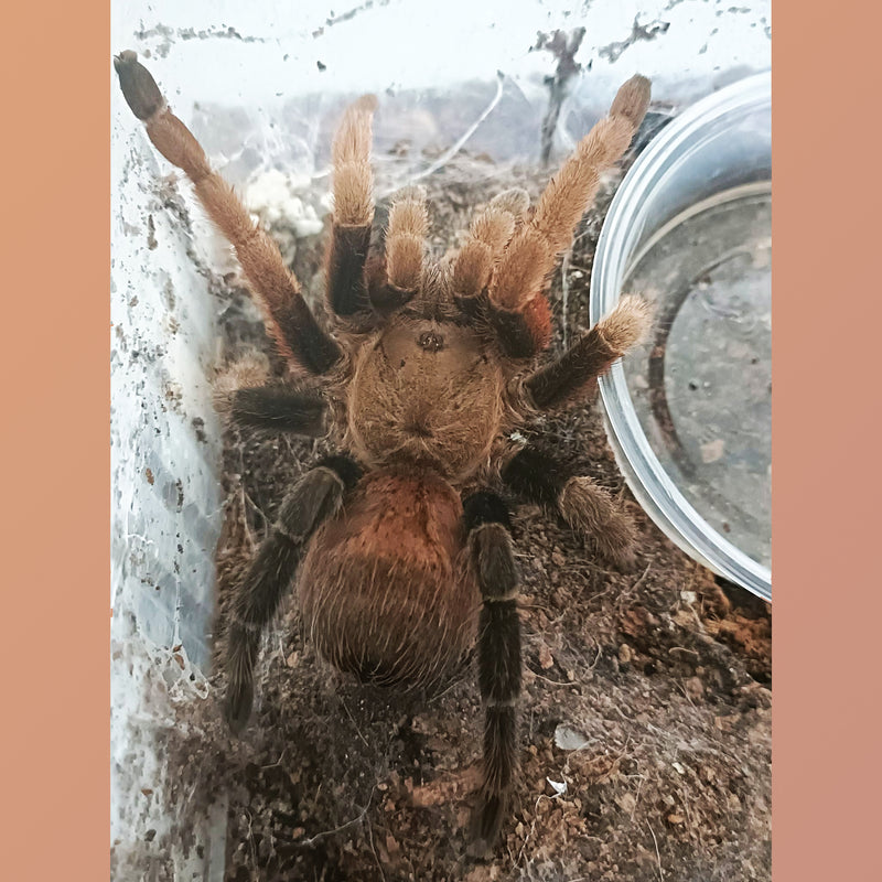 Crassicus sp Veracruz (Veracruz Beauty) Tarantula 3/4