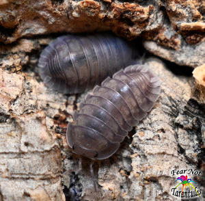 Cubaris "Silver Ghost" Isopods Count Of 10, Young