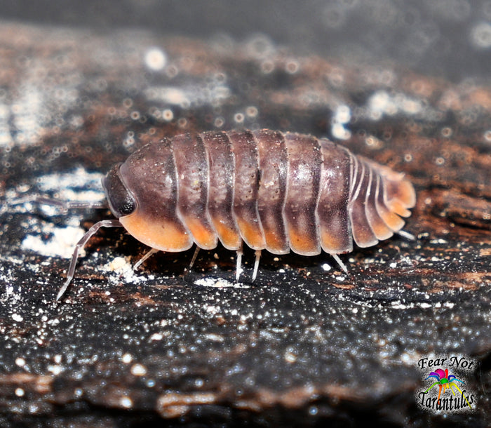 Cubaris sp. Red Edge Isopods Count Of 5, Young mixed sizes