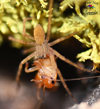 Cupiennius salei (Tiger Wandering Spider) about 1" - 1 1/2"