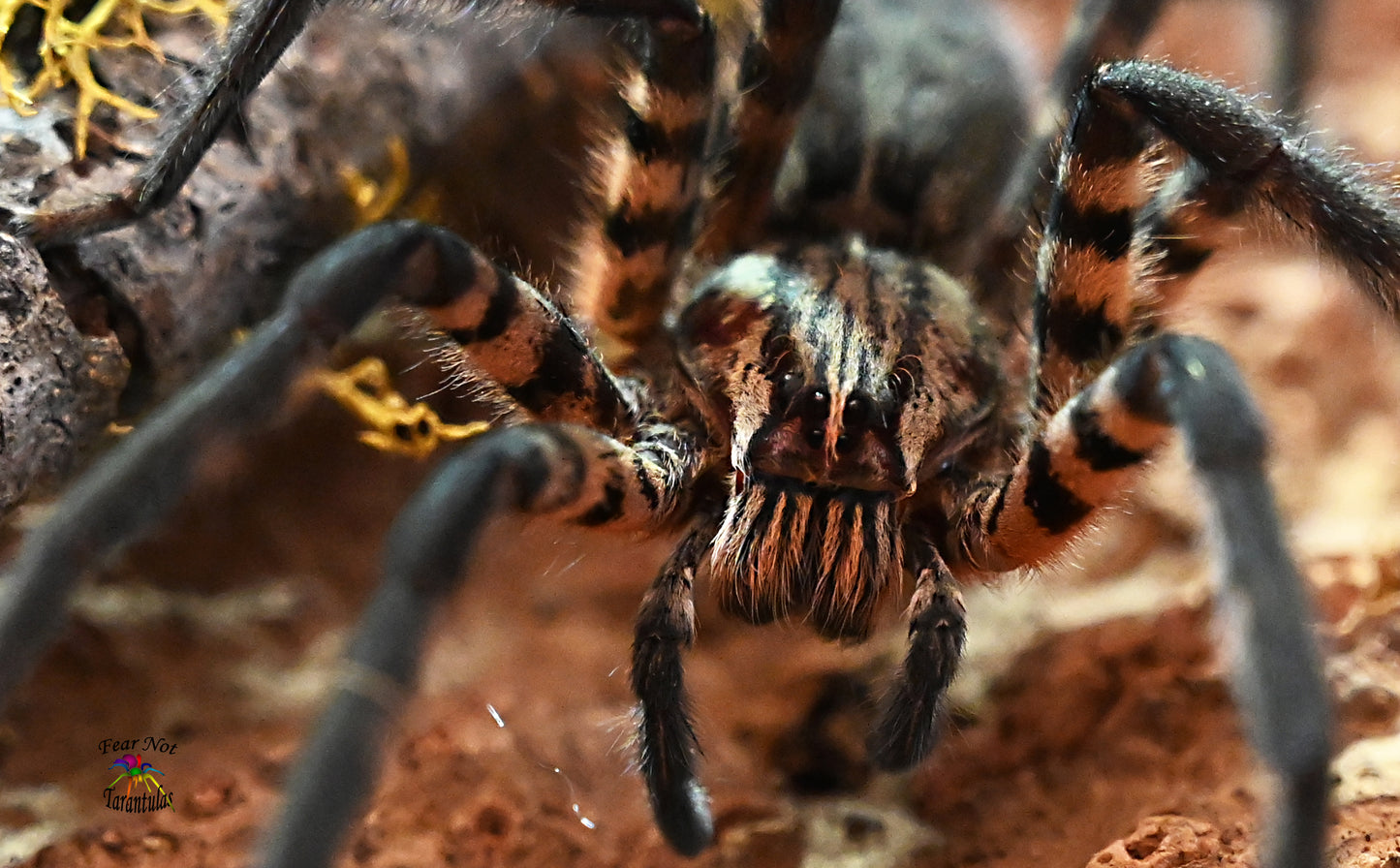 Cupiennius salei (Tiger Wandering Spider) about 1" - 1 1/2"