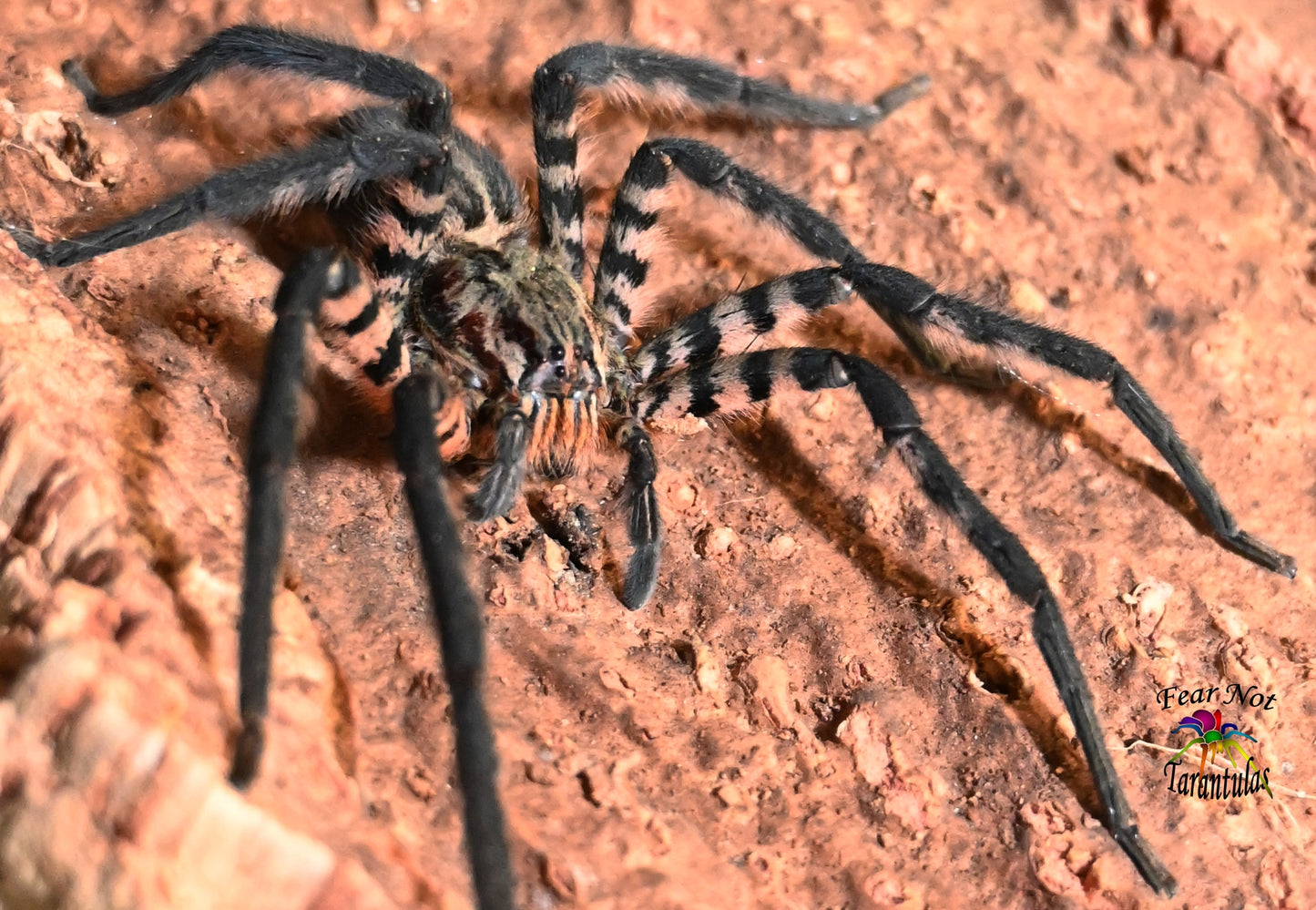 Cupiennius salei (Tiger Wandering Spider) about 1" - 1 1/2"