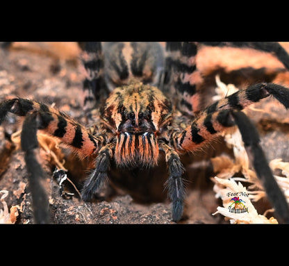 Cupiennius salei (Tiger Wandering Spider) about 1" - 1 1/2"