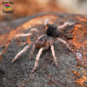 Cymbiapophysa velox (Ecuadorian Dwarf Tarantula) about 1" A beautifully colored dwarf tarantula