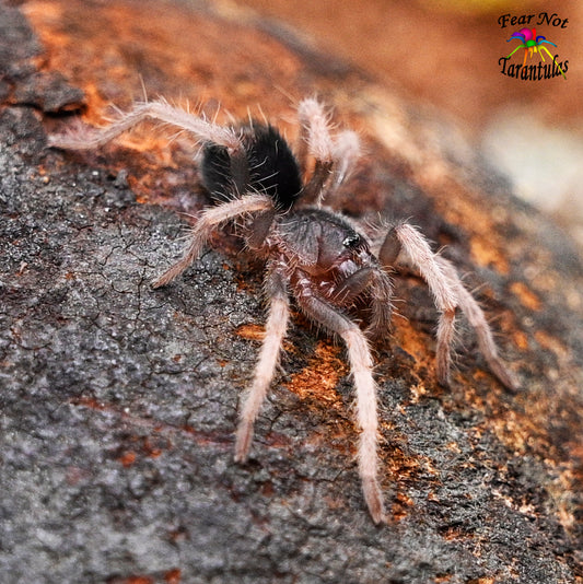 Cymbiapophysa velox (Ecuadorian Dwarf Tarantula) about 2" Juvenile A beautifully colored dwarf tarantula