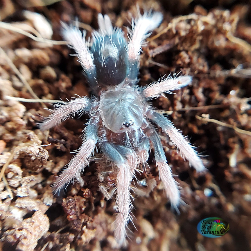 Cyriocosmus aueri  (Peruvian Dwarf Redleg Tarantula) about very nearly 1/4" - a little over 1/4"