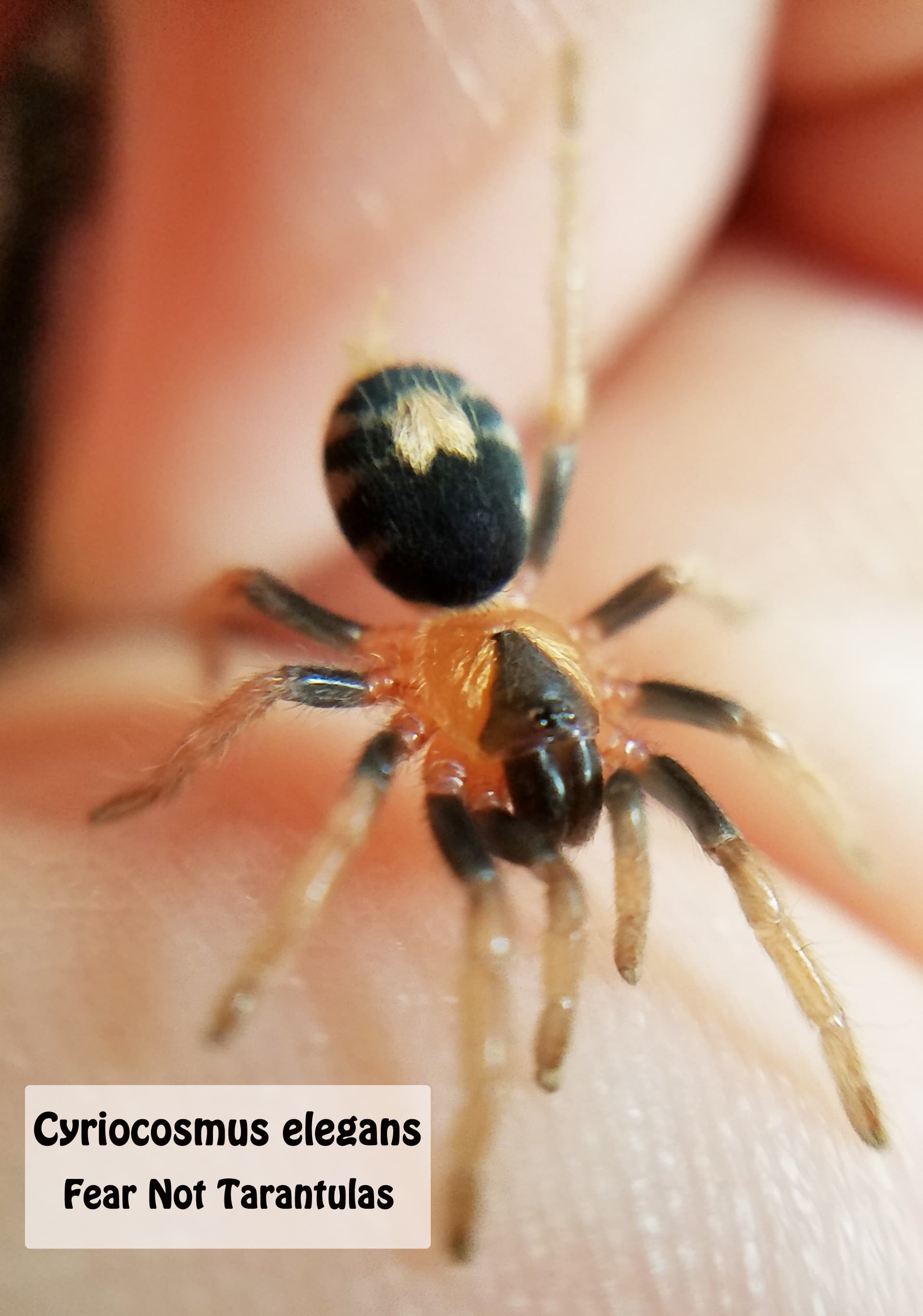 Cyriocosmus Elegans, also known as Trinidad Dwarf Tiger Tarantula on a hand for size comparison