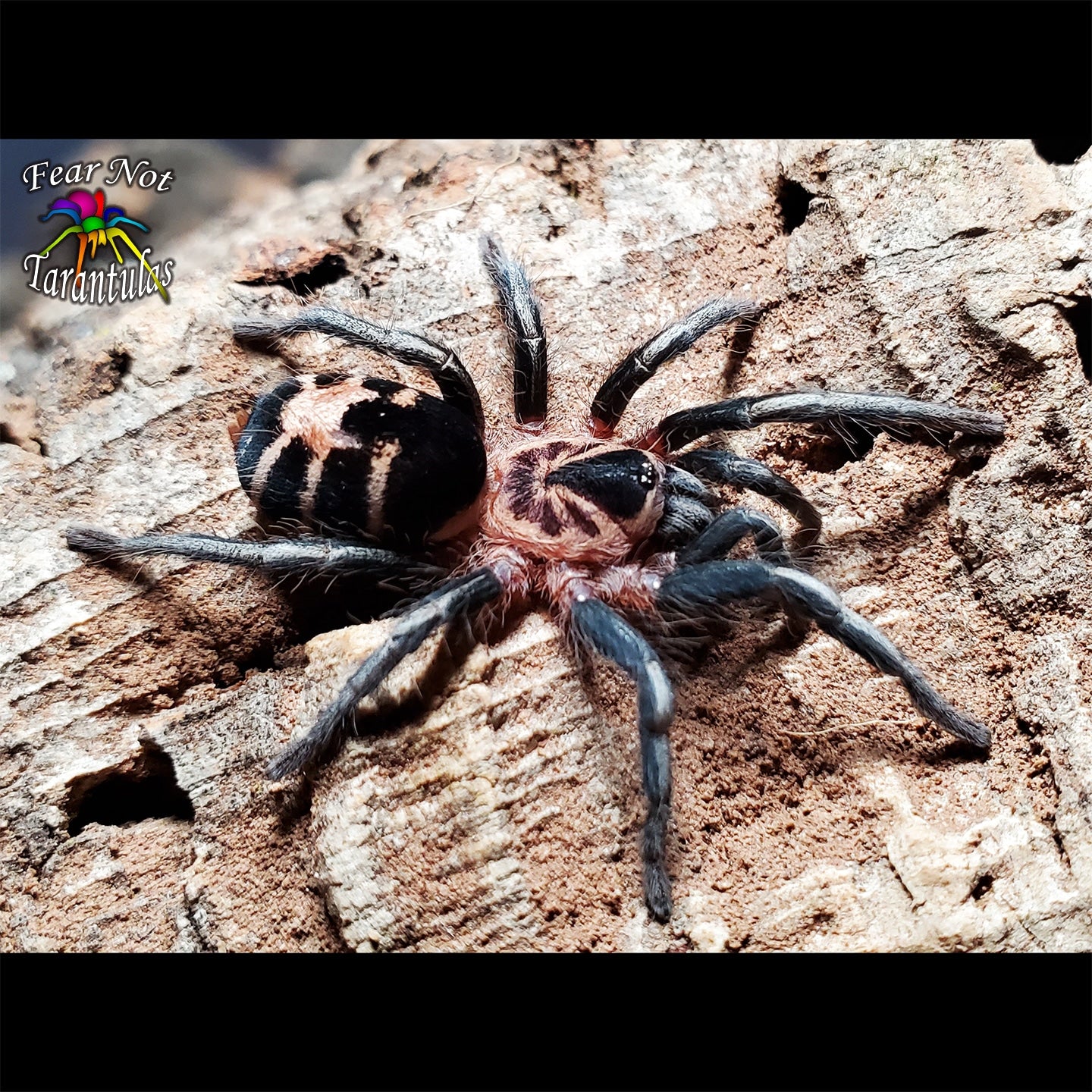 Cyriocosmus leetzi (Colombian Dwarf Tarantula) about 1/8"