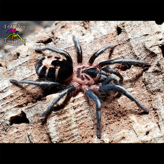 Cyriocosmus leetzi (Columbian Dwarf Tarantula) about 1/8" FREE for orders $150 and over! (after discounts and does not include shipping) One freebie per shipment.