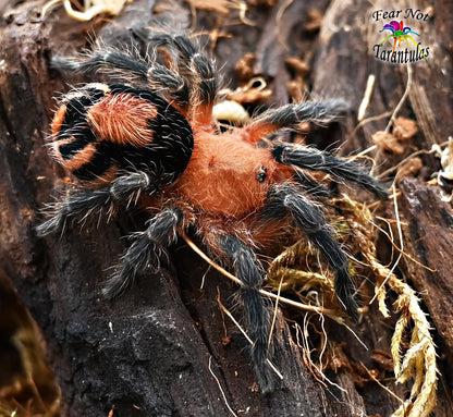 Cyriocosmus perezmilesi (Bolivian Dwarf Beauty Tarantula)  Fast Growers! about 1/4"