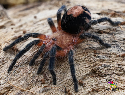 Cyriocosmus perezmilesi (Bolivian Dwarf Beauty Tarantula)  Fast Growers! about 1/4"