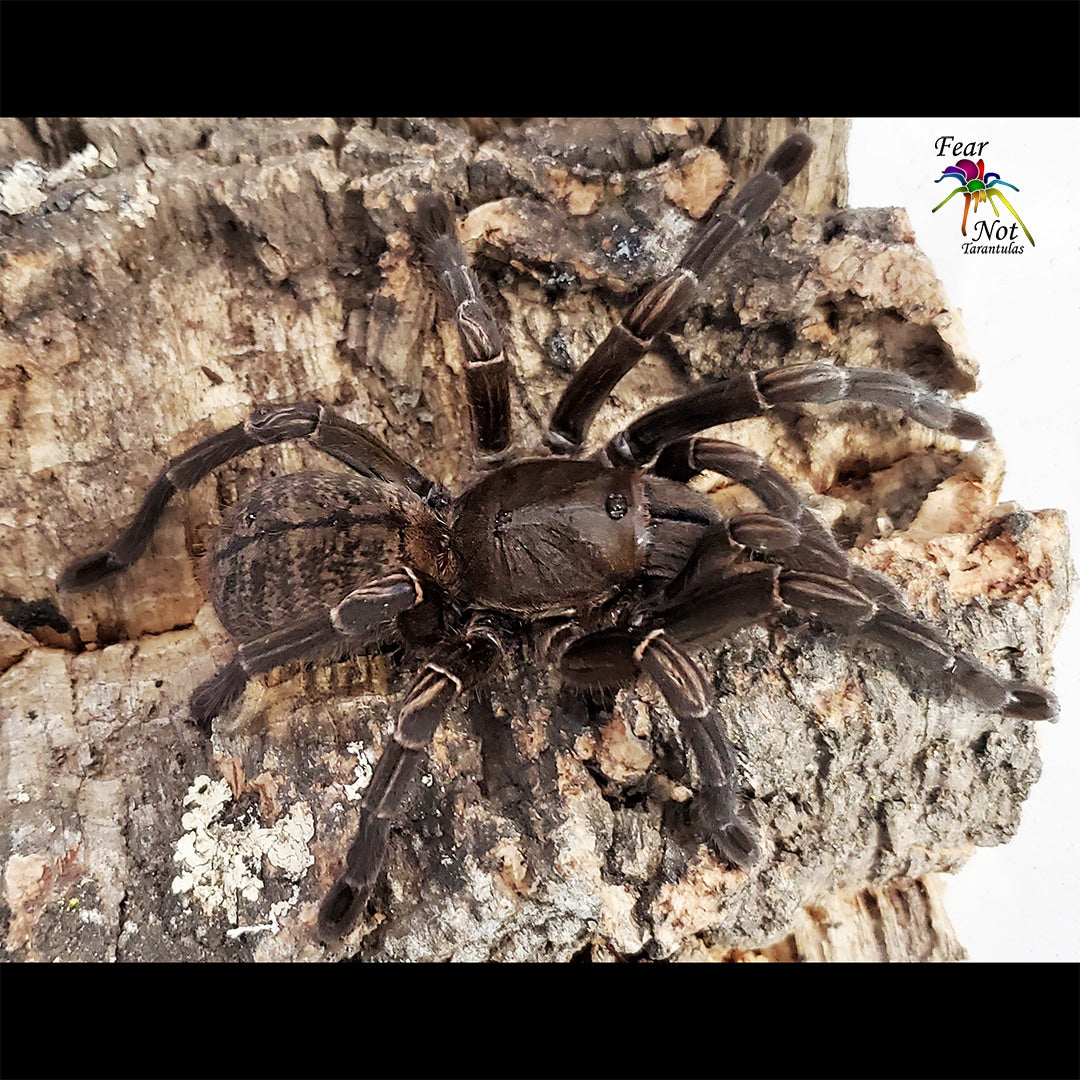 Cyriopagopus longipes (Cambodian Earth Tiger Tarantula) about 1"