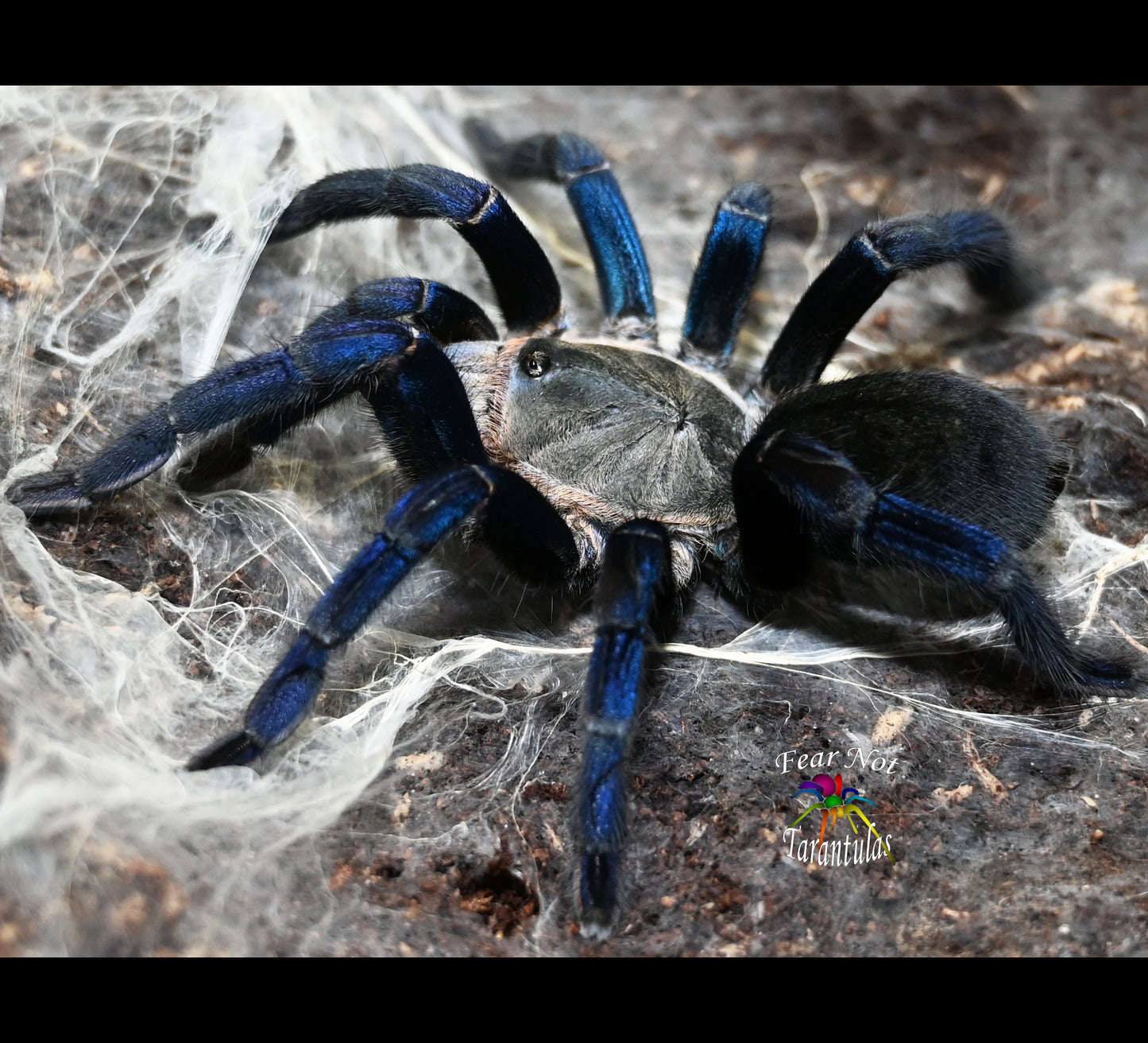 Cyriopagopus lividus ex Haplopelma lividum (Cobalt Blue Tarantula) about 1"