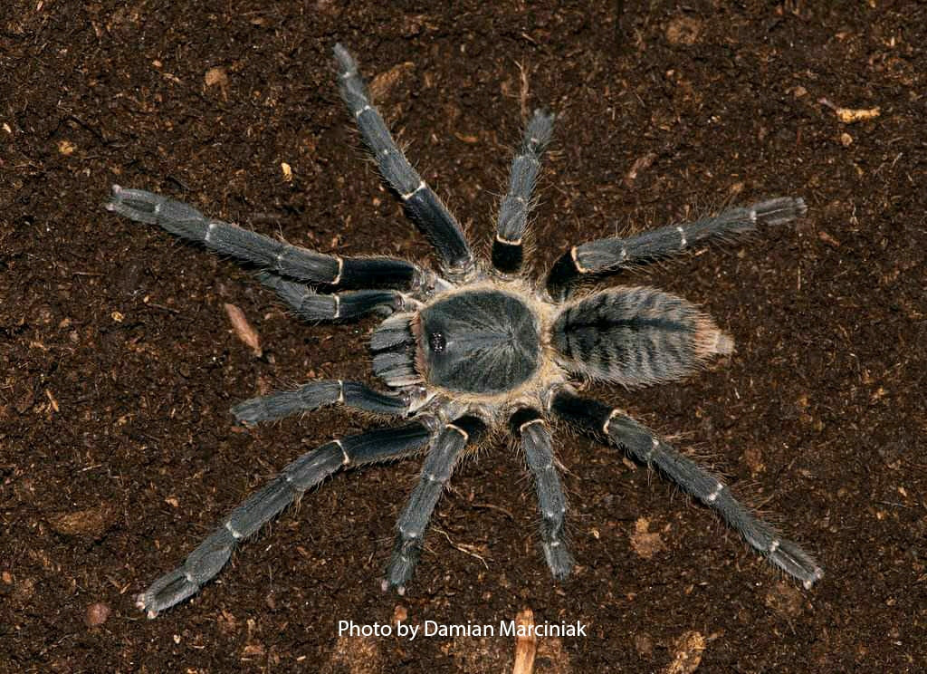 Cyriopagopus  minax (Thailand Black Tarantula)  about 1"