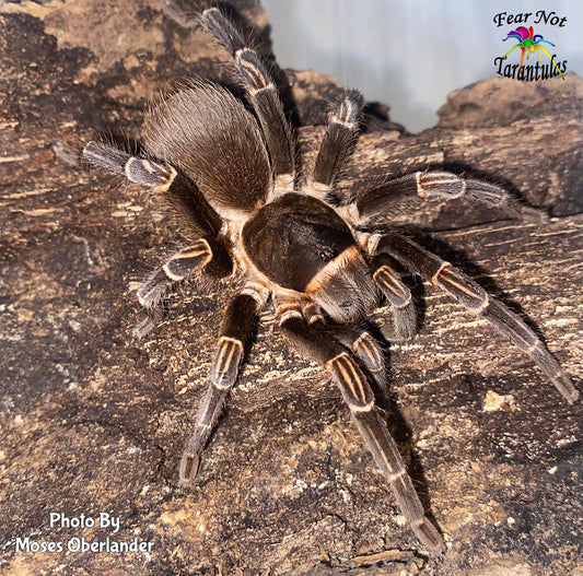 Cyrtopholis portoricae (Puerto Rican Java Tarantula) about 1/4"- 1/2" *Rare*