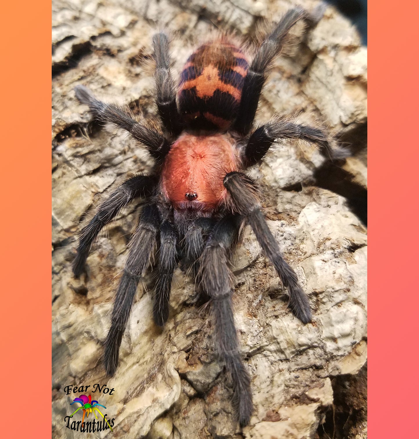 Davus pentaloris (Guatemalan Tiger Rump) about  1 1/2"- 2" 💜FEMALE💜