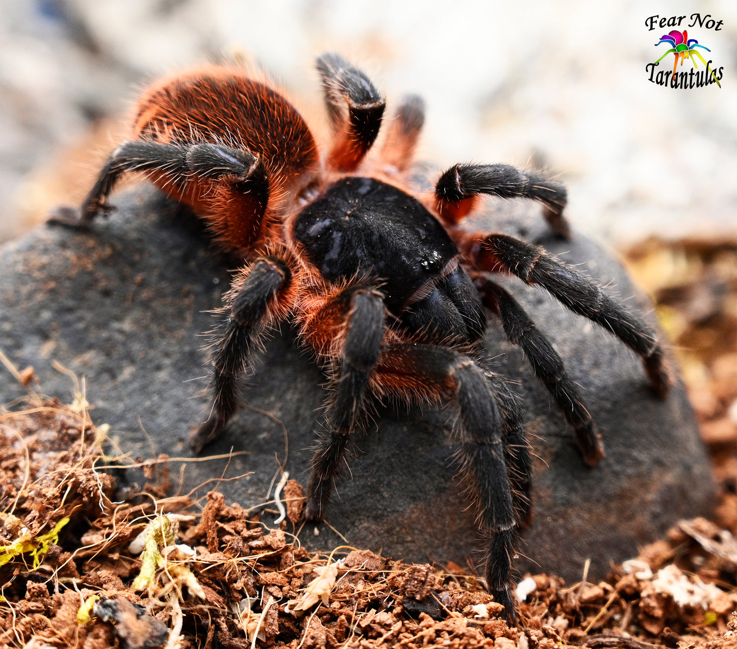 Davus sp. Panama  (Lava Tarantula) about 1/4" - 1/2" COMING SOON! SIGN UP FOR AN EMAIL ALERT