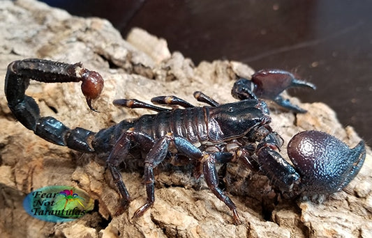Emperor Scorpion (Pandinus imperator) Large Juvenile to Sub-adult Unsexed