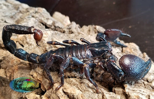 Emperor Scorpion (Pandinus imperator) Captive born baby about 1" - 1 1/2"