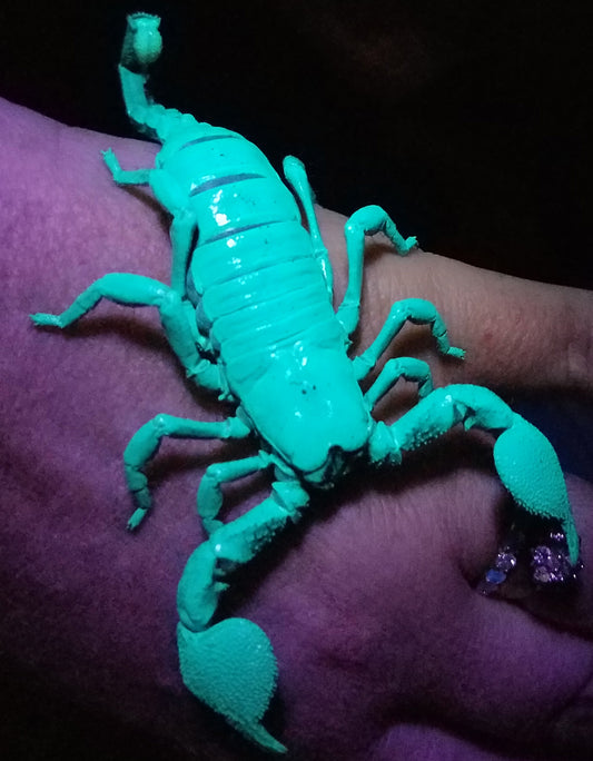 Emperor Scorpion (Pandinus imperator)  1" Captive Born