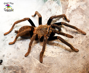 Encyocratella olivacea (Tanzanian Black & Olive Baboon Tarantula) about 1 1/2" - 2"