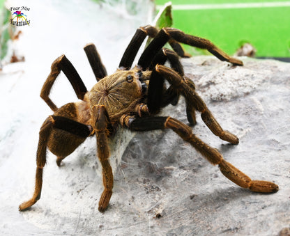 Encyocratella olivacea (Tanzanian Black & Olive Baboon Tarantula) about 3/4" - 1"