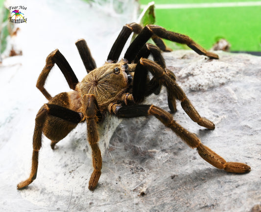 Encyocratella olivacea (Tanzanian Black & Olive Baboon Tarantula) about 3/4" - 1"