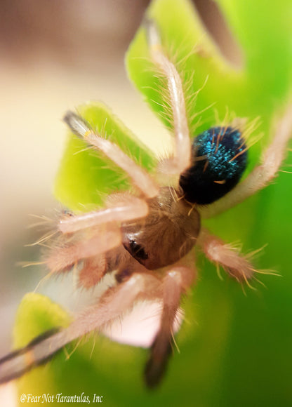 Ephebopus cyanognathus (Blue Fang Tarantula) about 3/4" - 1" Nicely sized!