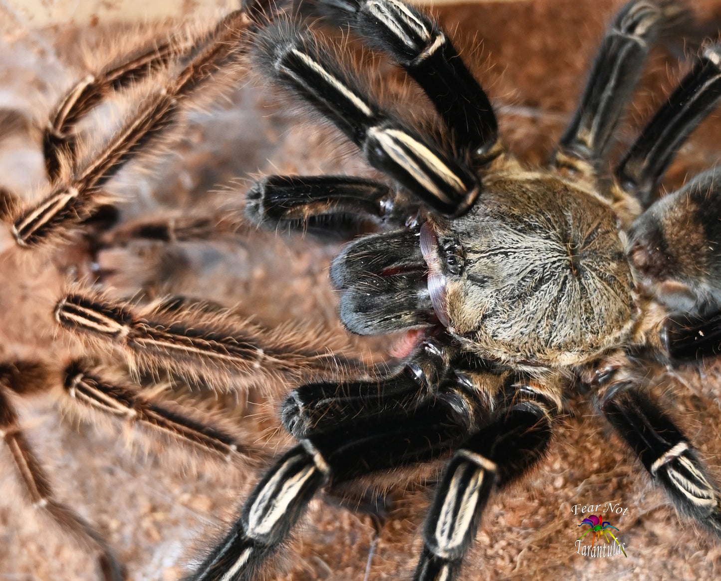 Ephebopus murinus (Skeleton Leg Tarantula) about  3/4" - 1"