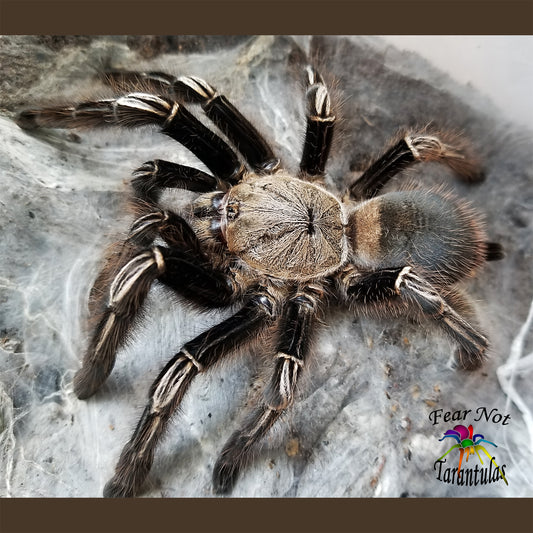 Ephebopus murinus (Skeleton Leg Tarantula) about  3/4" - 1"