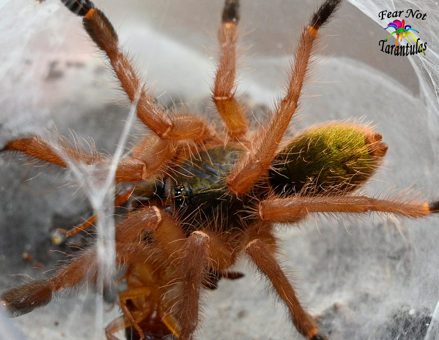 Ephebopus uatuman (Emerald skeleton Tarantula) about 1/2" - 3/4"