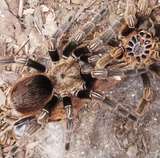 Euathlus sp. Valparaiso Tarantula  about 1" - 1 1/4"  *RARE*