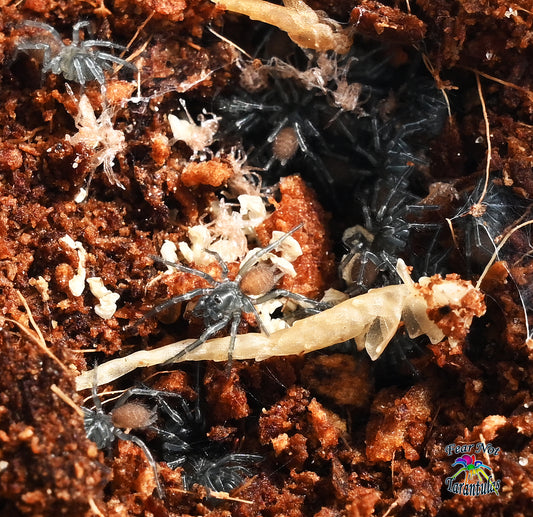 Fufius lanicius (Gold Digger Dwarf Spider) About 1/4" FREE for orders $250 and over. (after discounts and does not include shipping) One freebie per shipment.