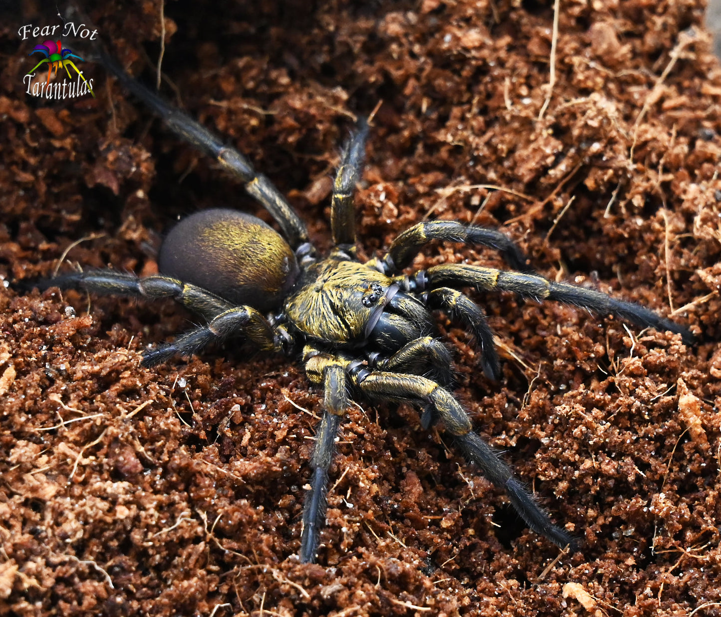 Fufius lanicius (Gold Digger Dwarf Spider) About 1/4"