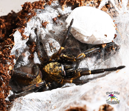 Fufius lanicius (Gold Digger Dwarf Spider) About 1/4" FREE for orders $250 and over. (after discounts and does not include shipping) One freebie per shipment.