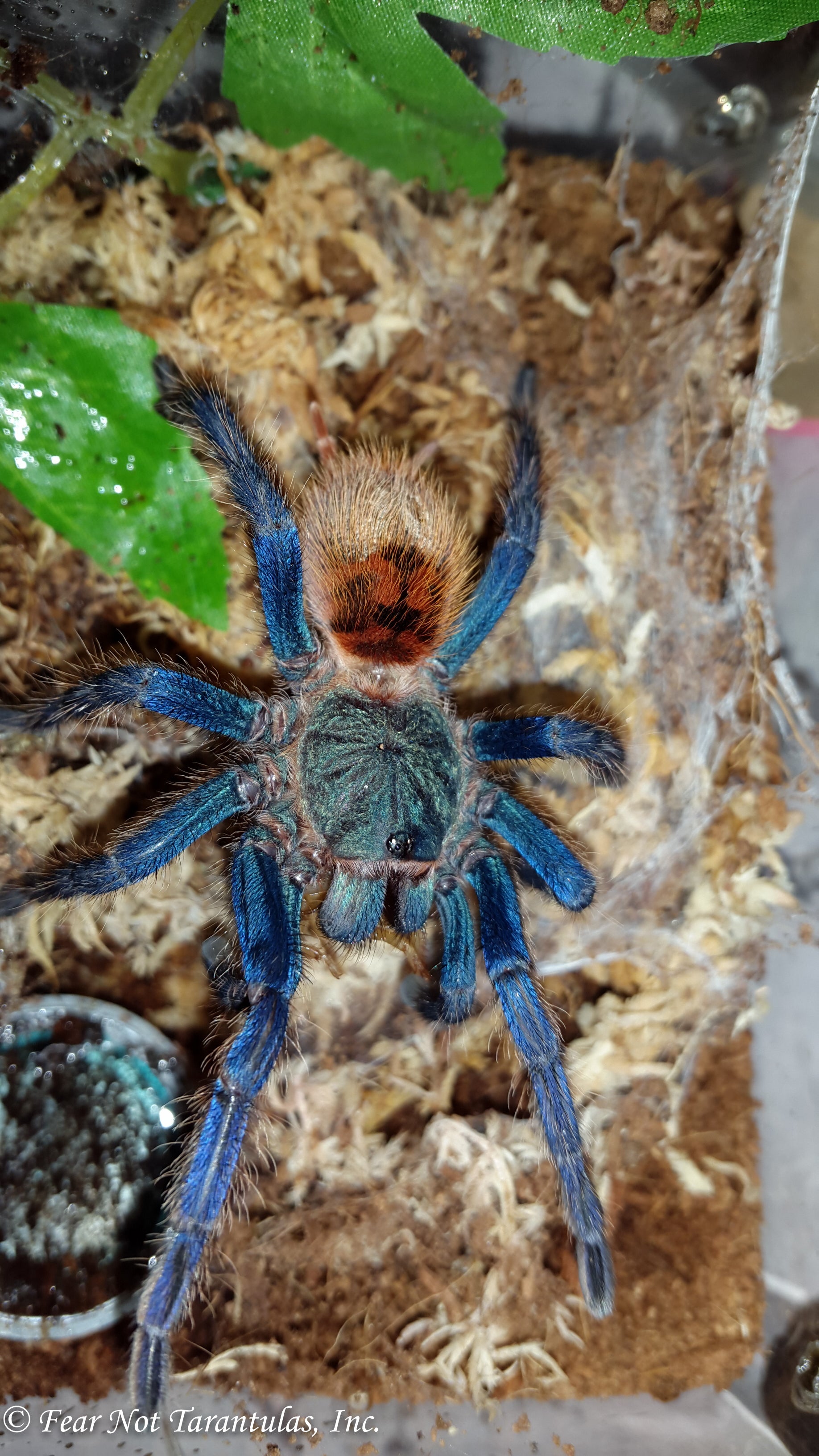 Chromatopelma cyaneopubescens (Green BottleBlue, GBB) about 1 3/4