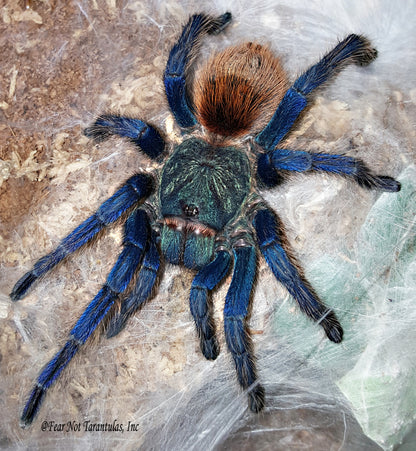 Chromatopelma cyaneopubescens (Green BottleBlue, GBB)  2" - 2 1/2" 💜FEMALE💜