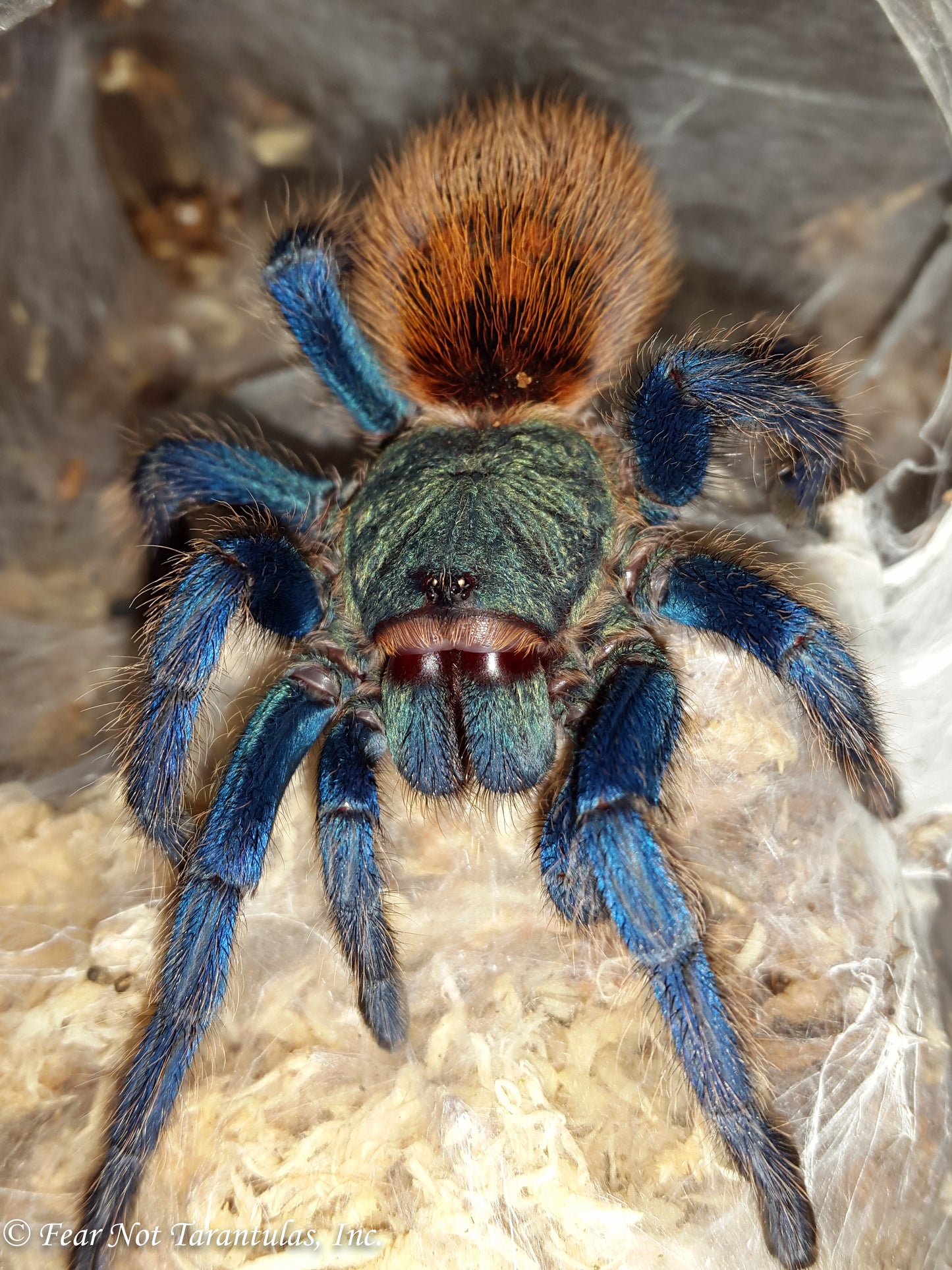 Chromatopelma cyaneopubescens (Green BottleBlue, GBB)  2" - 2 1/2" 💜FEMALE💜