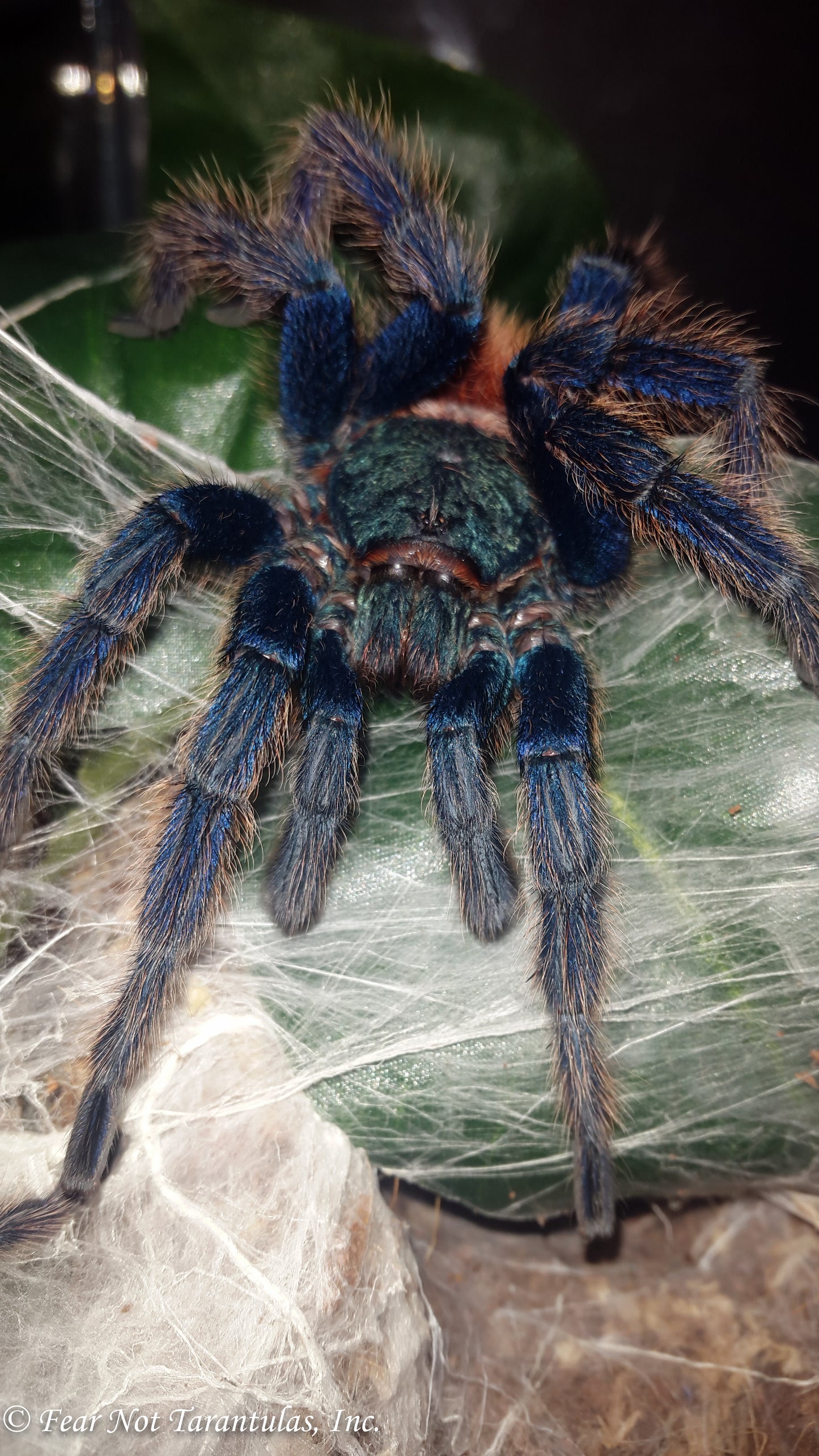 Chromatopelma cyaneopubescens (Green BottleBlue, GBB)  2" - 2 1/2" 💜FEMALE💜