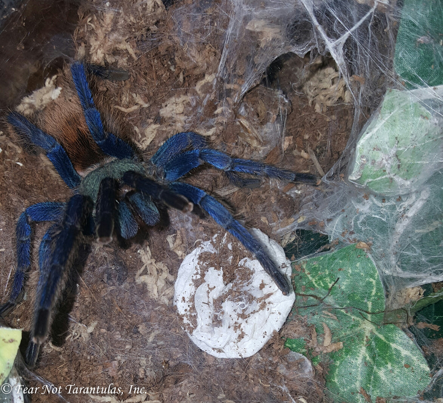 Chromatopelma cyaneopubescens (Green BottleBlue, GBB Tarantula) about 3/4 - 1"