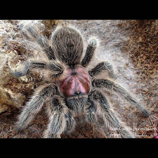 Grammostola rosea (was porteri)  (Chilean Rosehair Tarantula) This is not the red color form. about 3/4"-1" ⚠️*IN STORE ONLY* 4/22