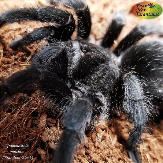Grammostola pulchra (Brazilian Black Tarantula) 💙MALE💙  2" **IN STORE ONLY DUE TO PREMOLT 1/15**