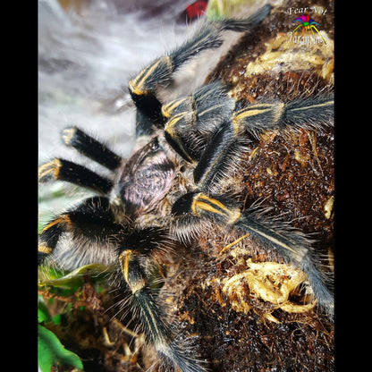 Grammostola pulchripes (Chaco Golden Knee Tarantula) about 1/2" - 3/4" FREE for orders $125.00 and over. (after discounts and does not include shipping) One freebie per shipment. - Fear Not Tarantulas, Inc. Grammostola pulchripes (Chaco Golden Knee Tarantula) about 1/2" - 3/4" FREE for orders $125.00 and over. (after discounts and does not include shipping) One freebie per shipment.