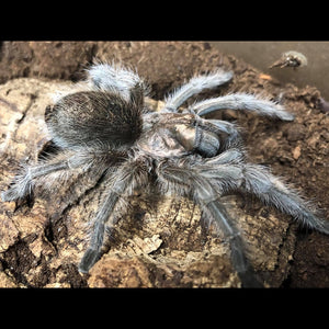 Grammostola sp North Female Around 4" ✨***FOR SALE IN STORE ONLY🏠***✨